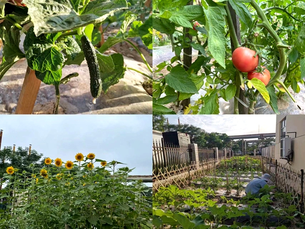 1659930305156868.jpg 小菜園.jpg