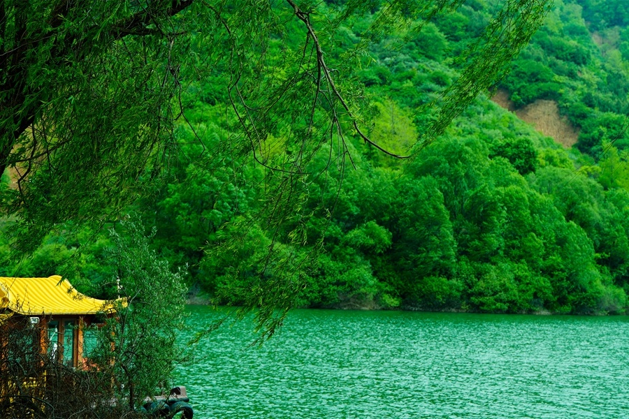 風(fēng)中搖曳的柳條