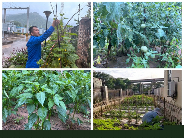 1724038958901039.jpg 菜園照片_副本.jpg